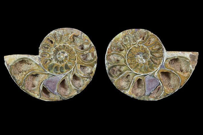 Cut & Polished, Agatized Ammonite Fossil - Jurassic #100516